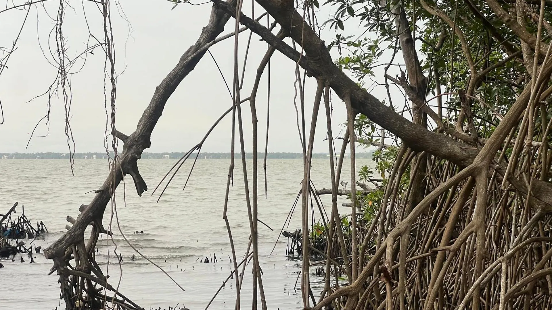 Blue Mangrove Lagoon By Serenity Negombo